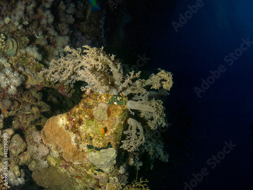 seabed in the red sea with coral and fish 