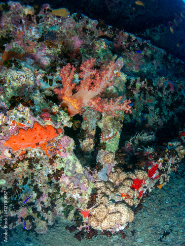 seabed in the red sea with coral and fish 