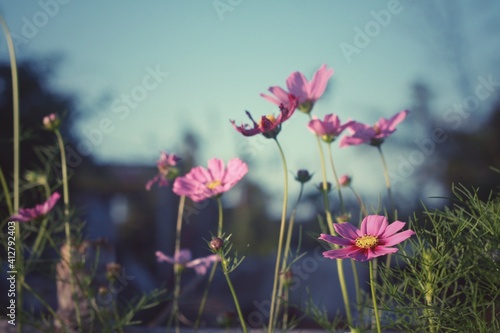 Beautiful blooming cosmos flower background.