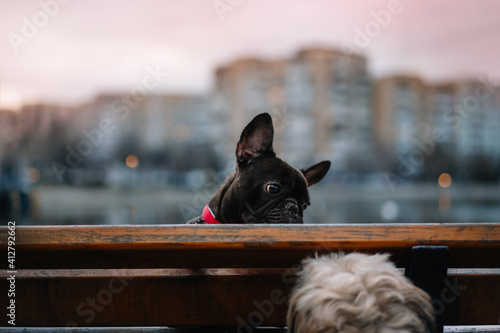 French bulldog sitting on the bench in park