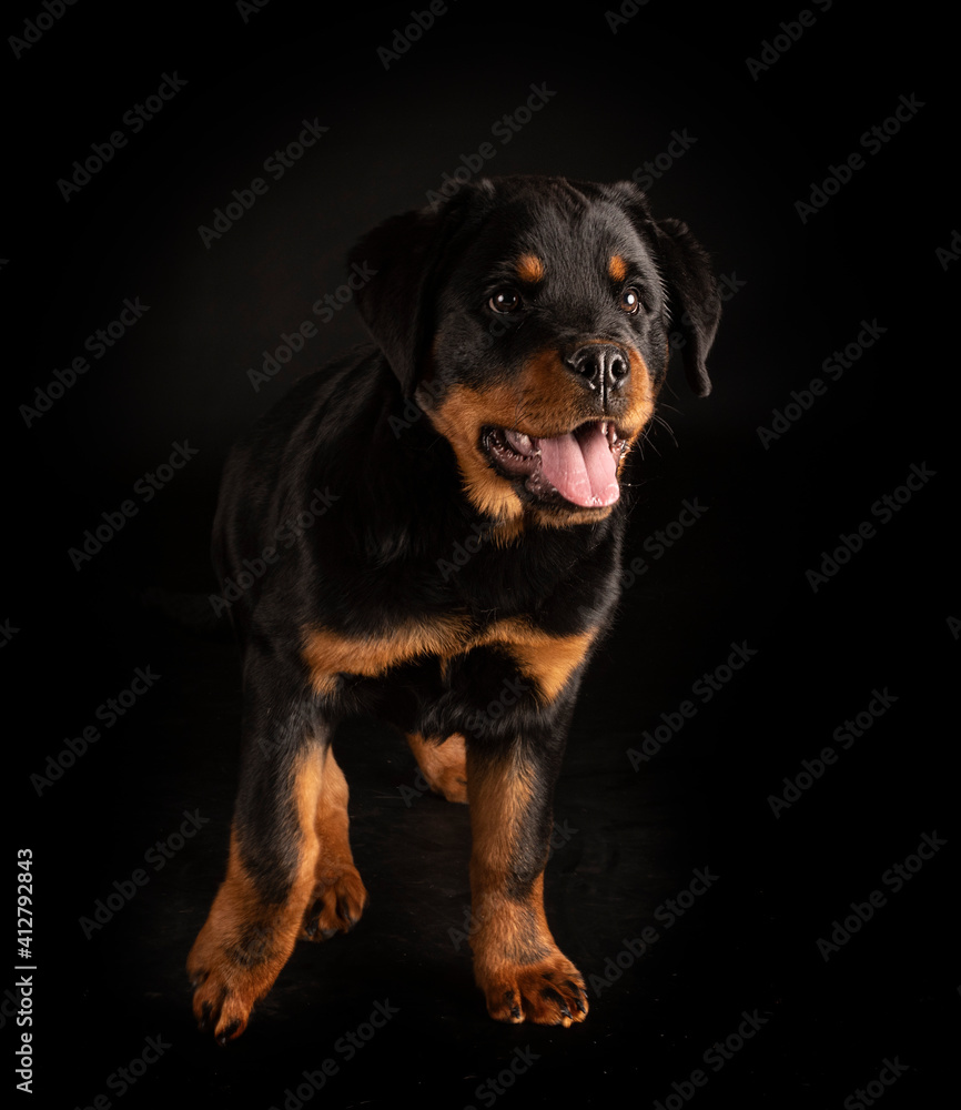 Fototapeta premium rottweiler in studio