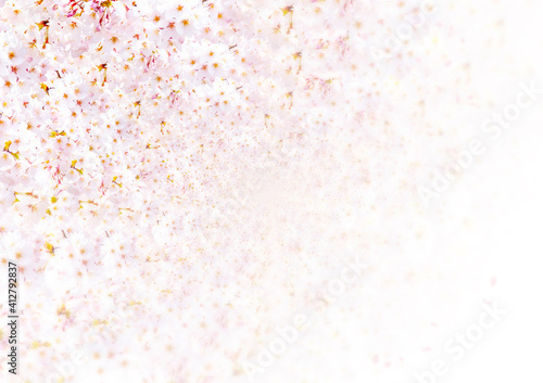 Gradient cherry blossom background image from the upper left with a lot of margins