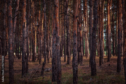 pine forest in russia, dark colors