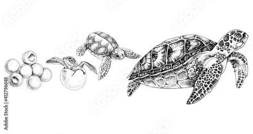 Hand drawn sea turtle life cycle