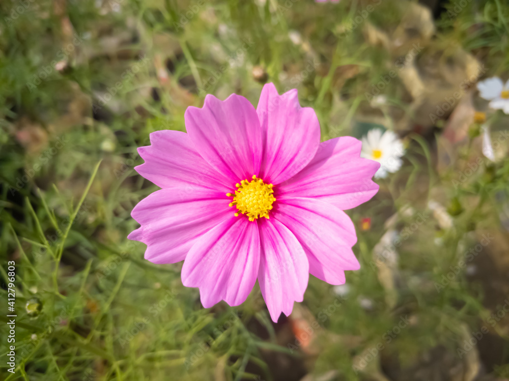 beautiful cosmos flower in a bright sunny day in dhaka beautiful cosmos flower in a bright sunny day in dhaka
