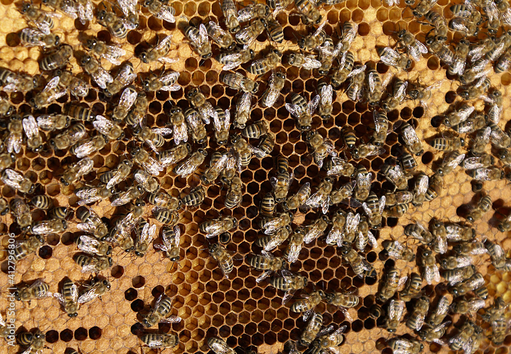 An image that contains all the details of the beehive down to the finest detail and the perfect teamwork of bees. An image that contains all the details of the beehive down to the finest detail and the perfect teamwork of bees.