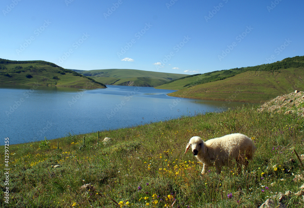 Obraz premium Cute lambs enjoying the long lake view under the warming sun lights