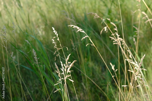 grass on a blurred background