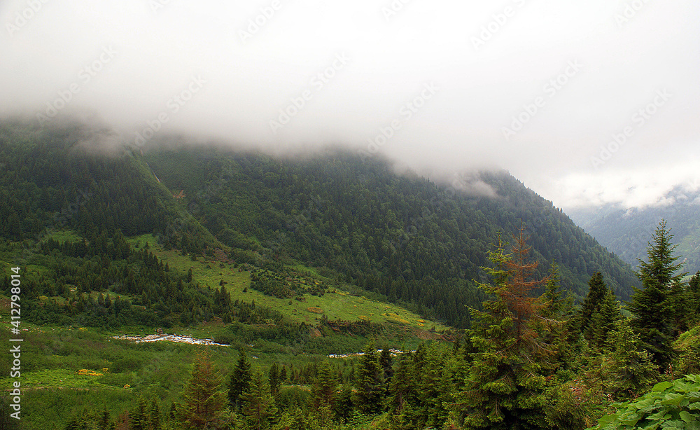 Obraz premium A close up shot of a scenery that captures a misty morning in the mountains full of trees.