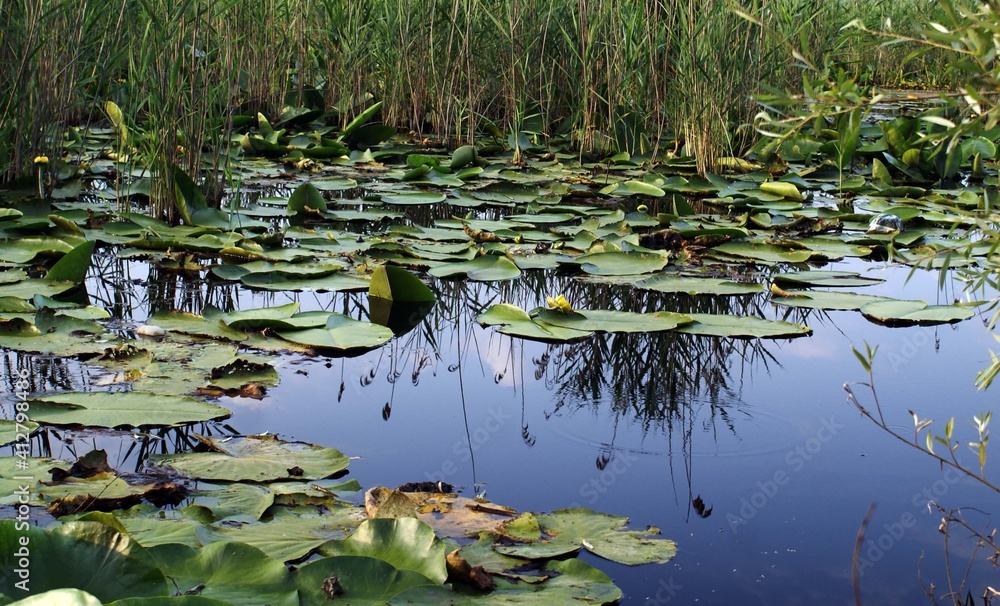 A close up shot of a scenery that captures a water lily on the river. A close up shot of a scenery that captures a water lily on the river.