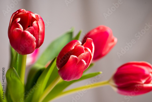 Red tulips in front of a window curtain at home