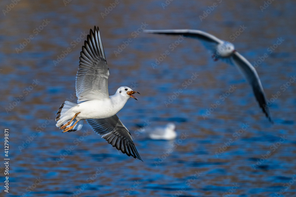 The European Herring Gull, Larus argentatus is a large gull The European Herring Gull, Larus argentatus is a large gull