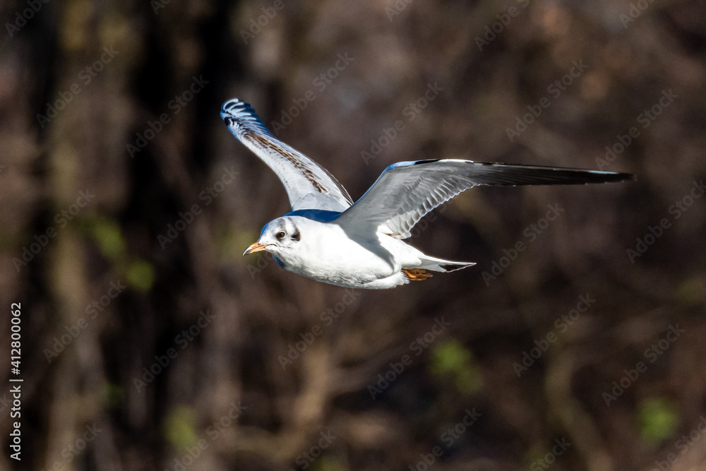 The European Herring Gull, Larus argentatus is a large gull The European Herring Gull, Larus argentatus is a large gull