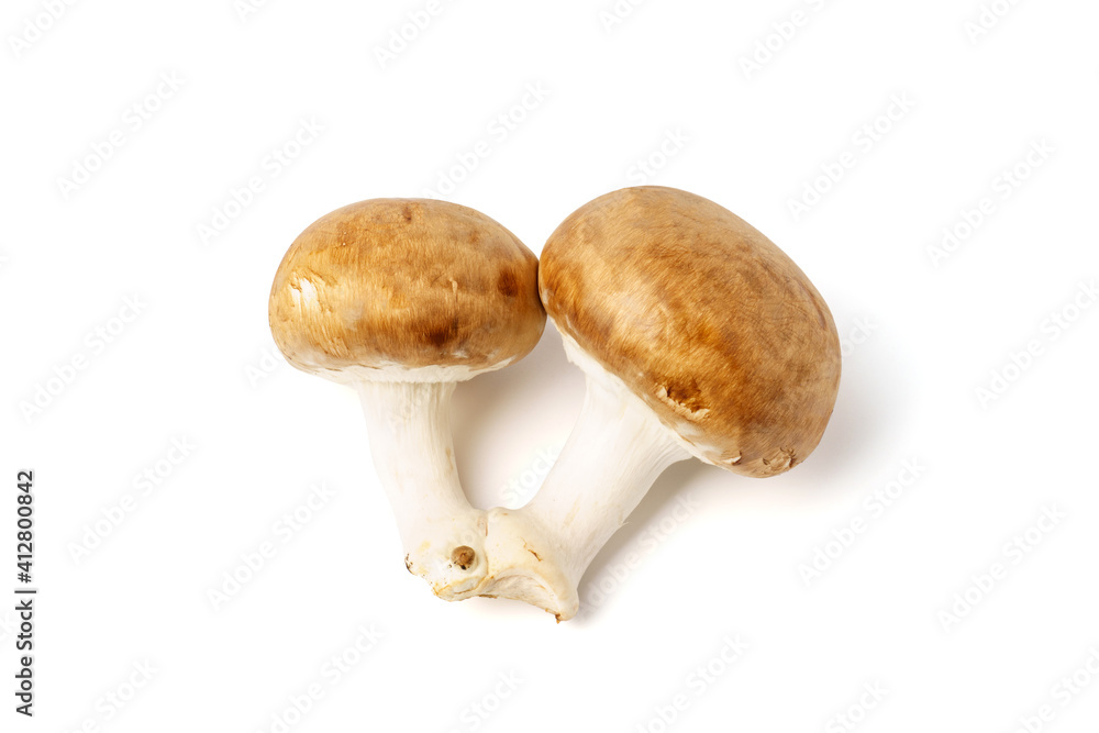 Two brown mushrooms, isolated on a white background. Two brown mushrooms, isolated on a white background.
