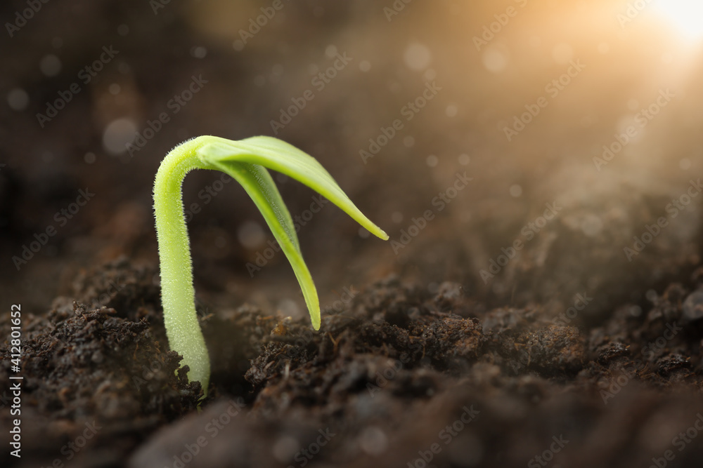 A small plant sprouting out of the soil illuminated by sunlight - obrazy, fototapety, plakaty 