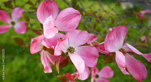 Showy and bright pink dogwood tree biscuit-shaped flowers close up.