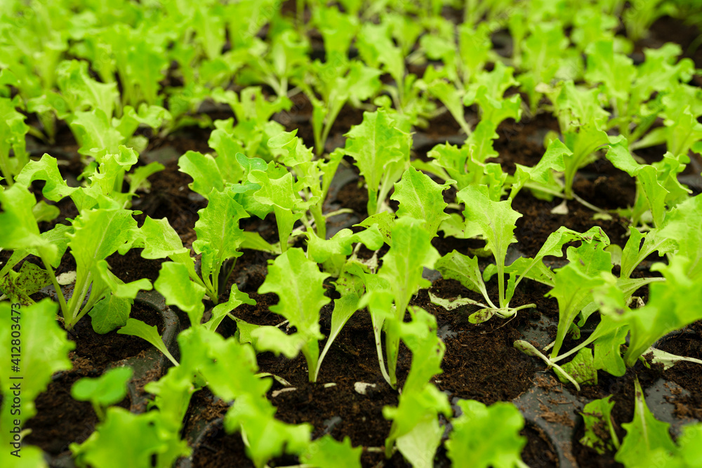 Fresh green young lettuce growing in the soil, in cassettes. selective focus. copy space