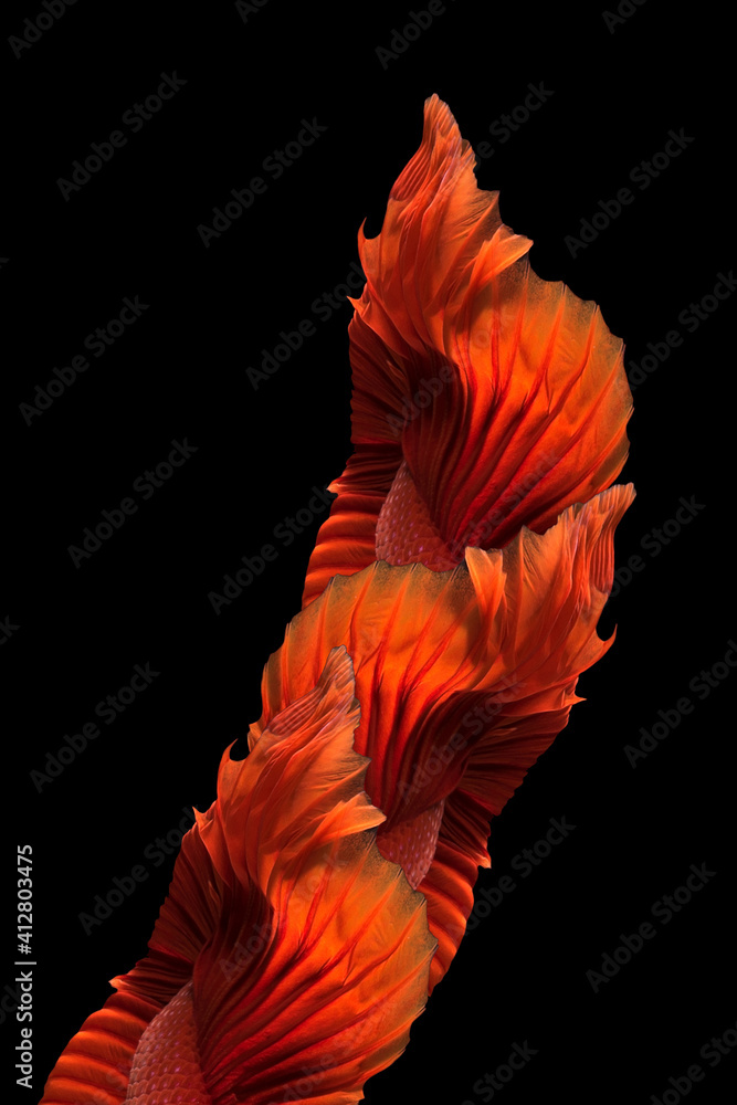 Abstract art of siamese fighting fish or betta fish tails symmetry form background