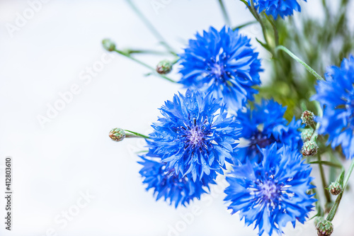 Blue flowers of cornflowers with raindrops on white background. Soft focus. Copy space.
