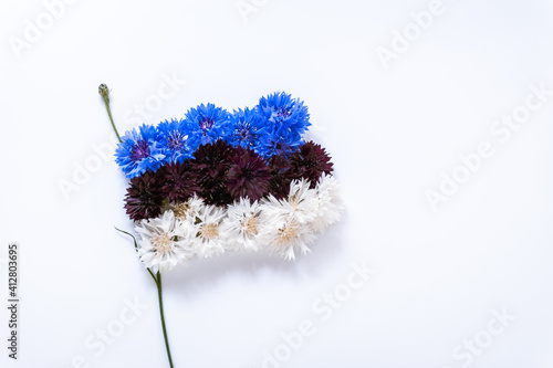 Bild auf Leinwand Abstract flag of Estonia made of cornflower flowers with white background