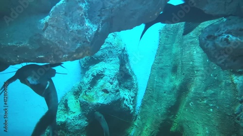 Mekong Giant Catfish in freshwater aquarium. Aquatic breeding places.