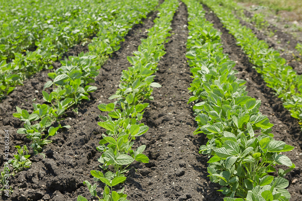 The soy plant. Bean to create a variety of dishes. The concept of organic food.