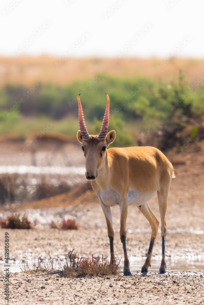 Wild male Saiga antelope or Saiga tatarica in steppe