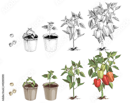 Bell pepper growth stages sketches