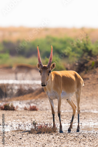 Obraz na płótnie Wild male Saiga antelope or Saiga tatarica in steppe w salonie