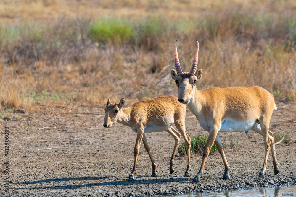 Wild male Saiga antelope or Saiga tatarica in steppe