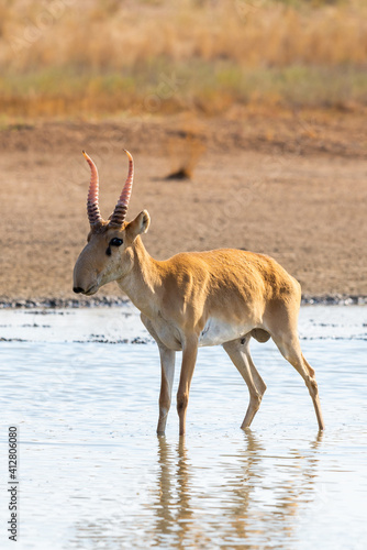 Wild male Saiga antelope or Saiga tatarica in steppe © rostovdriver