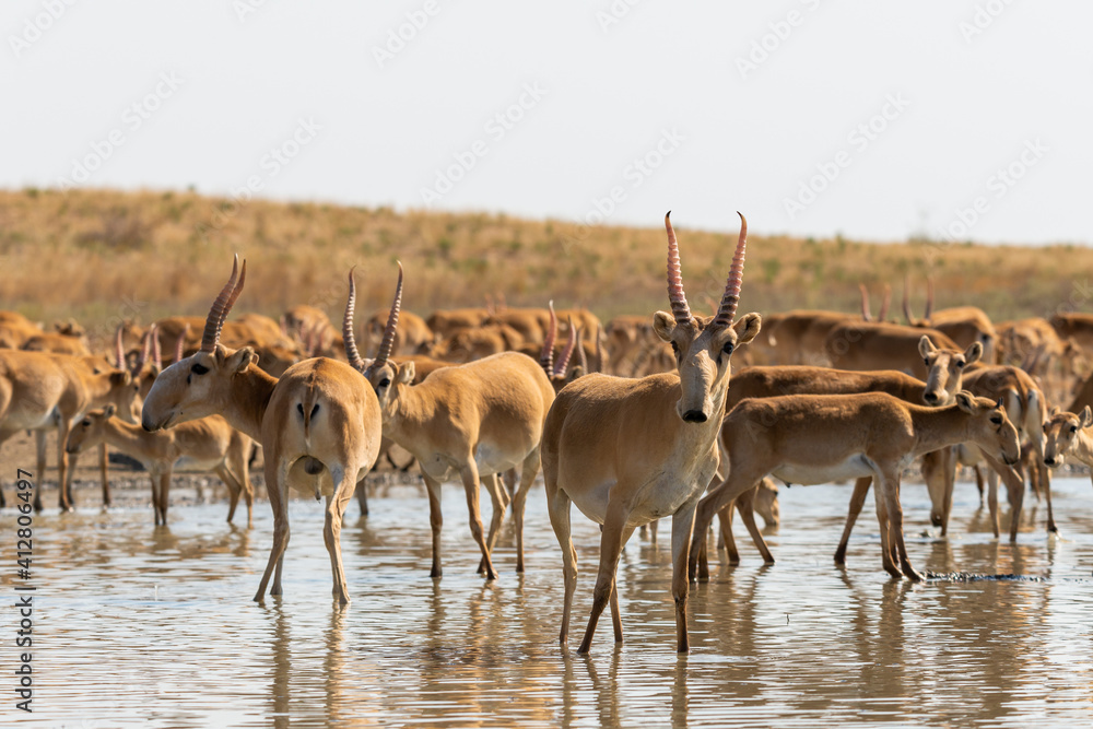 Herd Saiga antelopes or Saiga tatarica at water place in steppe Herd Saiga antelopes or Saiga tatarica at water place in steppe