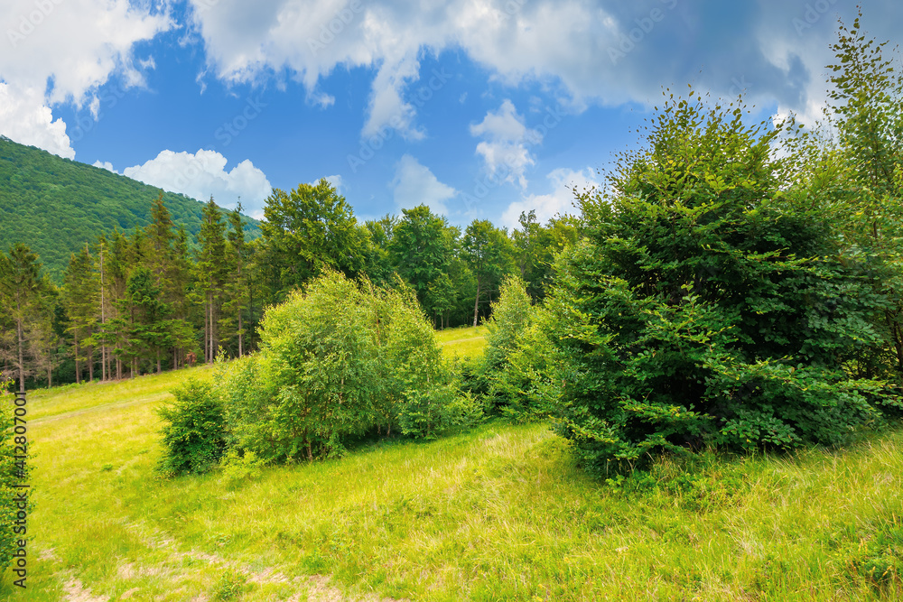 trees on the hill in summer scenery. beautiful mountain landscape on a cloudy day trees on the hill in summer scenery. beautiful mountain landscape on a cloudy day
