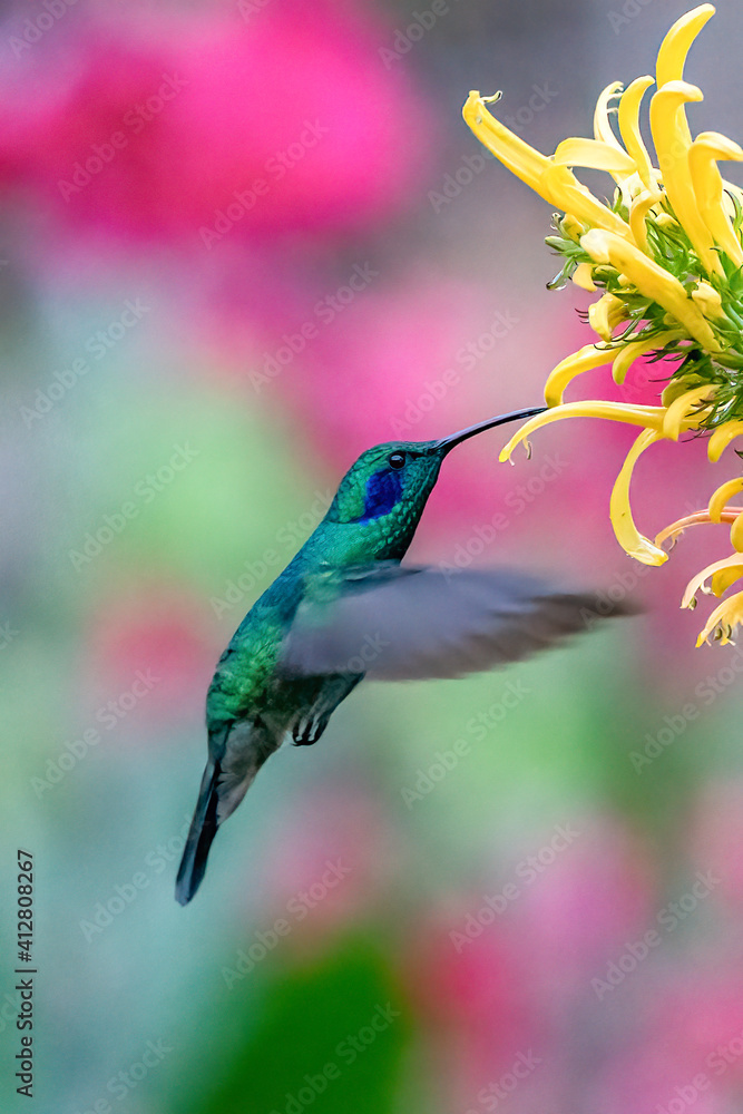 Obraz premium Green Violet-ear hummingbird (Colibri thalassinus) in flight isolated on a green background in Costa Rica