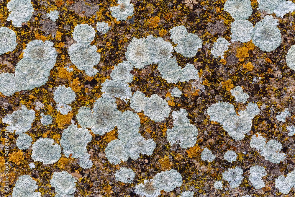 Different lichens on concrete surface. Different lichens on concrete surface.