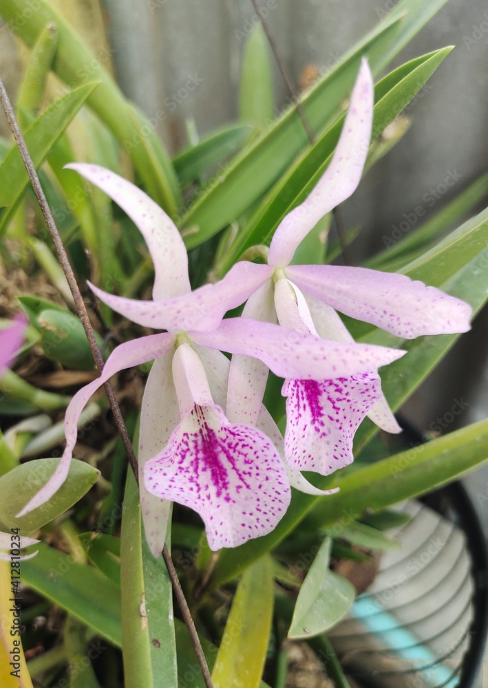 Obraz premium purple orchid flower