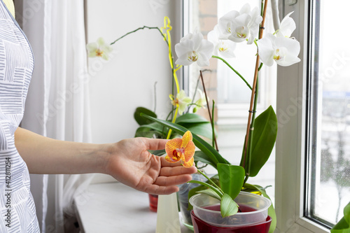 woman gardener  taking care of indoor plants, flowers on the windowsill, orchid, phalaenopsis. Home gardening. Greenery at cozy house. photo