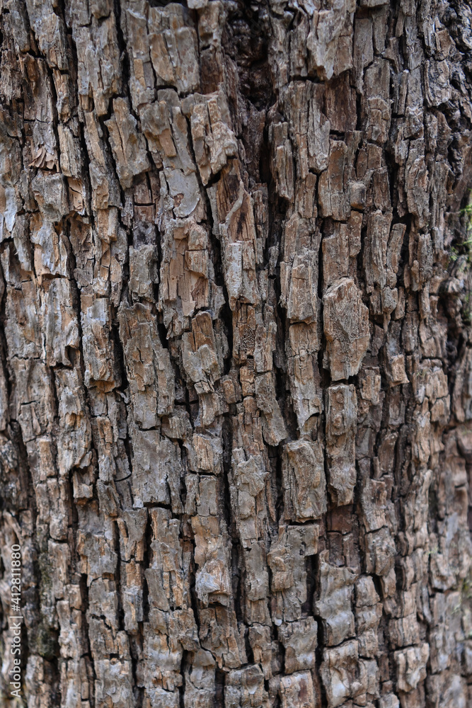 oak bark texture natural background oak bark texture natural background