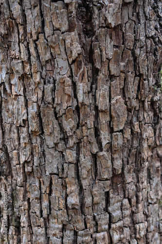 oak bark texture natural background