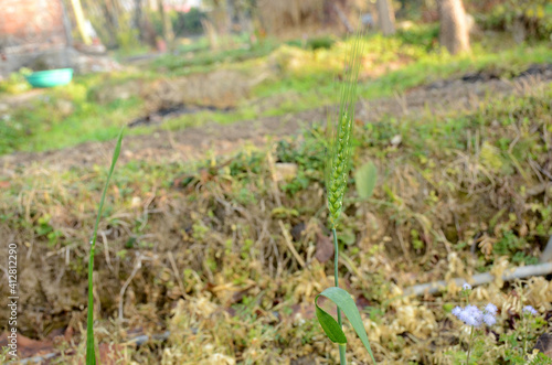 the green ripe wheat stitch growing in the farm.