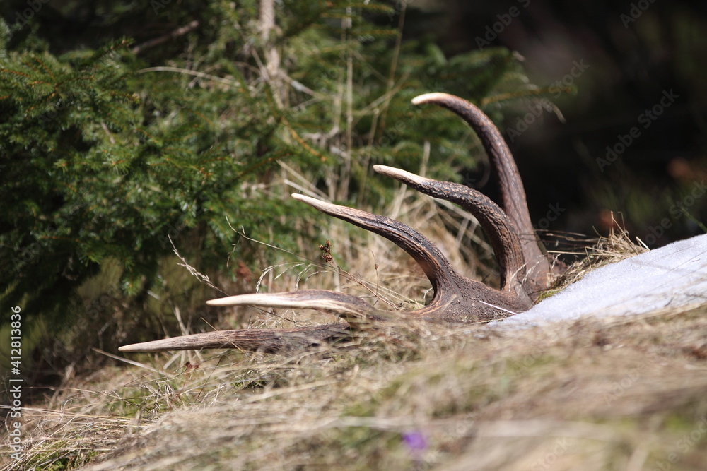 Red deer antler (Cervus elaphus) on the ground. Flower-covered meadow. Animal remains in early spring time Red deer antler (Cervus elaphus) on the ground. Flower-covered meadow. Animal remains in early spring time