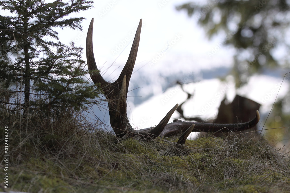 Fototapeta premium Red deer antler (Cervus elaphus) on the ground. Flower-covered meadow. Animal remains in early spring time