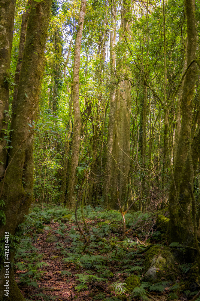 Into the rainforest greenery