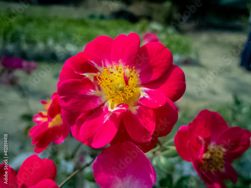 beautiful rose flower in a flower pot in a sunny day