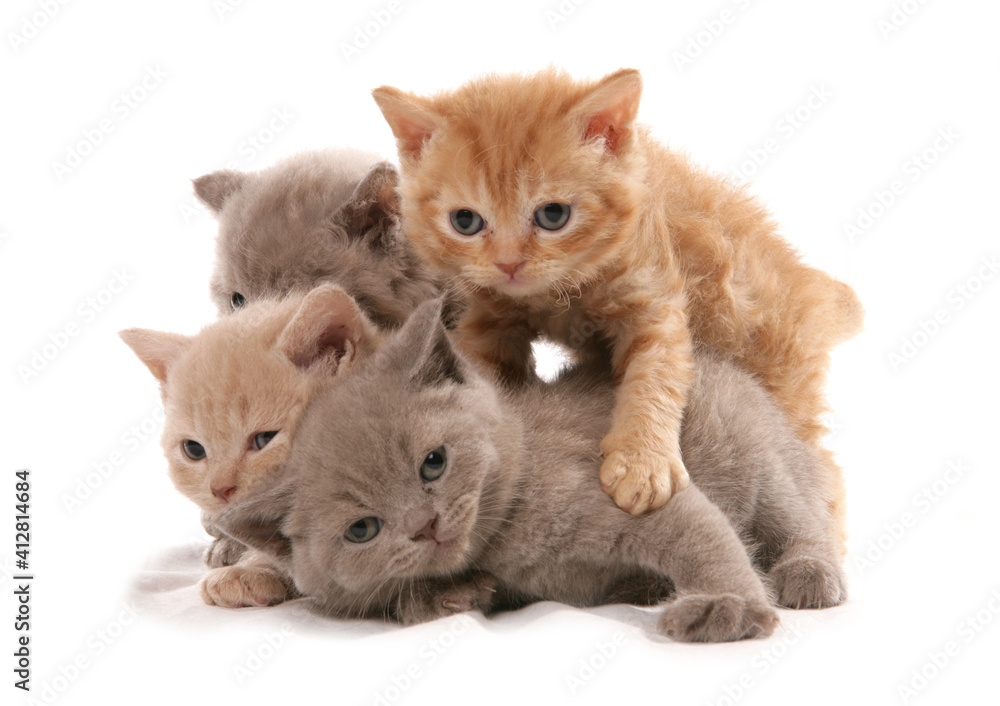 Selkirk Rex Kittens