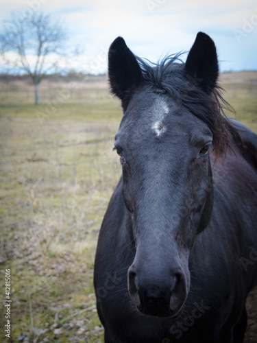 Black horse portrait head on a heath © Ewald Fröch