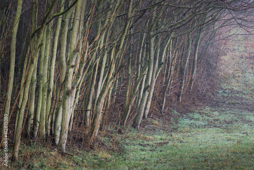 Fototapeta Naklejka Na Ścianę i Meble -  Trees on the edge of a small forest in Burgenland