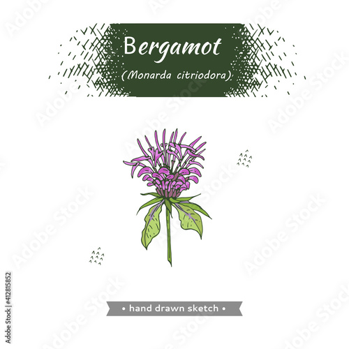 Monarda , Bergamot. Detailed hand-drawn sketches, vector botanical illustration