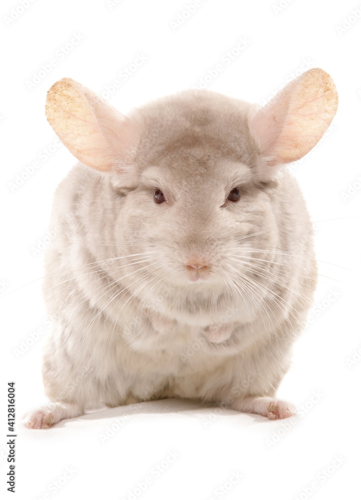 Obraz premium Albino Chinchilla