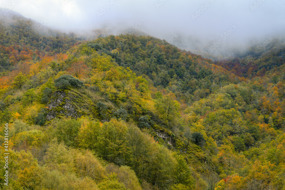 Valleys and hills covered with deciduous forest among the mist
